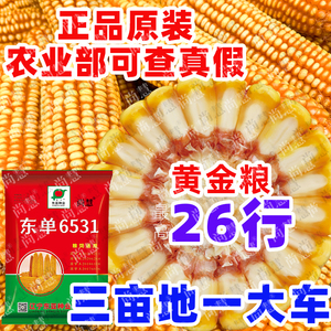 国审东单6531玉米种子老品种高产矮杆大棒双胞胎种籽杂交正品饲料