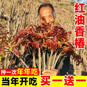 香椿树苖食用新鲜红油地栽盆栽芽菜南方北方种植四季正宗春芽树苗