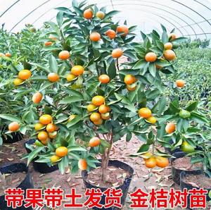 脆皮金桔带果发货盆栽树苗四季果树可食用橘子苗脆皮金橘室内常绿