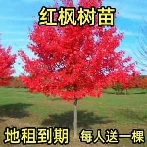 日本红枫树苗四季红室外耐寒红舞姬盆景盆栽真绿植庭院绿化风景树