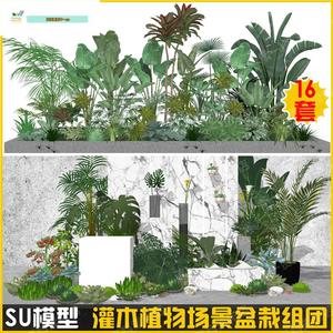 灌木植物搭配景观组团SU模型热带植物仙人掌芭蕉室内盆栽绿植素材