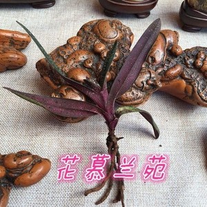 兜兰，金童玉女兜兰，洋兰之一又称拖鞋兰分布于亚洲，易种植
