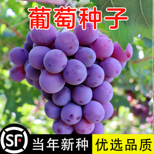 葡萄种子 盆栽果树蔬菜 阳台水果结果葡萄种子 提子种子 花卉种子
