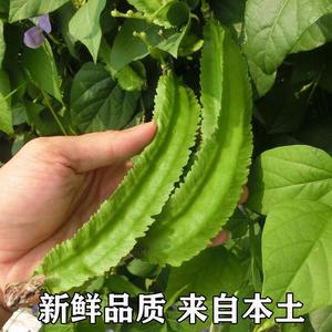 海南三亚鲜嫩四角豆绿色龙豆新鲜蔬菜四棱豆皇帝豆龙角豆季节