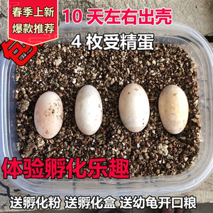 新疆西藏包邮2023年头苗蛋可孵化乌龟蛋台湾草龟中华草龟蛋墨龟活