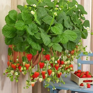 四季草莓种籽子奶油草莓盆栽苗开花结果室内外花卉盆栽阳台花种子