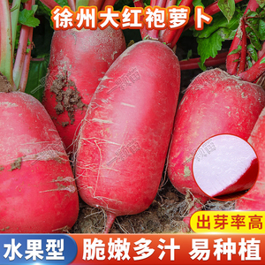 秋季徐州大红袍萝卜种子胭脂红皮白心水果罗卜种籽大全菜园种籽孑