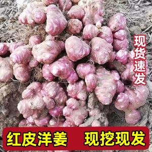 紫皮洋姜新鲜现挖10斤红皮鬼子姜野生姜不辣农家腌制酱菜泡菜咸菜