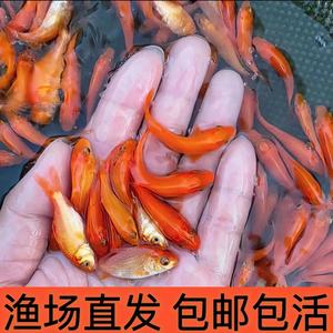 红鲤鱼苗荷包兴国大红鲤鱼淡水养殖观赏食用鱼苗活体2～25厘米