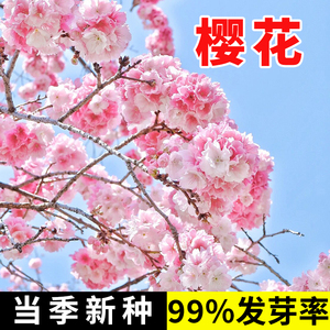 正品日本樱花树种子种籽四季阳台观赏植物室内小盆栽易种易活林木