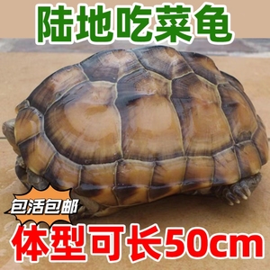 陆地巨型草龟吃菜龟特大龟草龟小乌龟活物宠物家养招财旱龟罕见龟