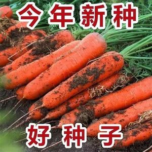 高产【九寸参】胡萝卜种子四季耐热甜脆红芯糖芯水果萝卜蔬菜种子