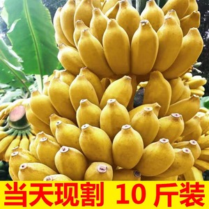 现摘广西小米蕉当季新鲜水果10斤整箱自然熟苹果蕉香蕉帝皇焦粉焦