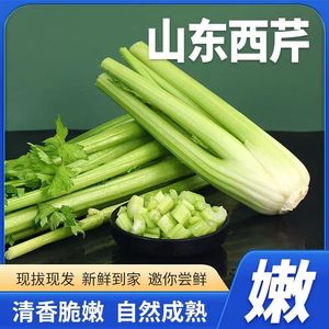 山东寿光西芹新鲜10斤鲜芹菜去半叶西洋芹榨汁专用农家脆嫩蔬菜5