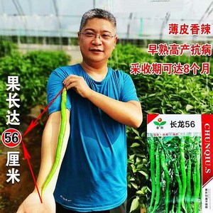 超长线椒种子长龙56韩国引进特长果薄皮香辣无渣早熟高产抗病春秋