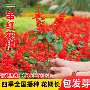 一串红种子矮杆串红花种籽高串红一串蓝种子盆栽庭院花海耐寒易活