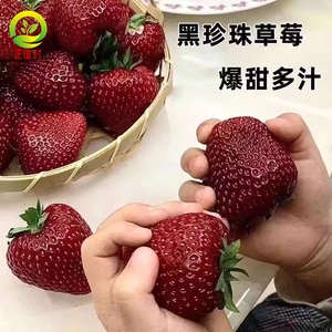 四季奶油草莓种子特大黑珍珠草莓种籽牛奶章姬红颜丹东99草莓种孑