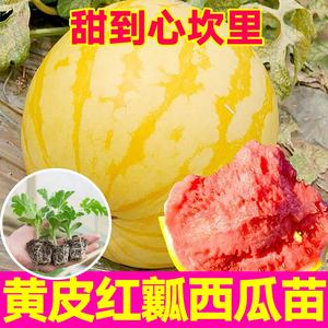超甜黄皮红瓤西瓜苗秧麒麟懒汉西瓜种子酥脆皮薄多汁四季盆栽庭院