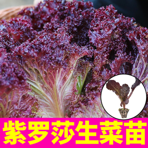 寿光紫罗莎紫叶生菜苗秧带土球红皱结球奶油直立大速生菜种子盆栽