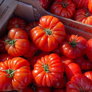 潮汕马蹄番茄传家宝可留种沙瓤老品种西红柿四季高产冬季蔬菜种子