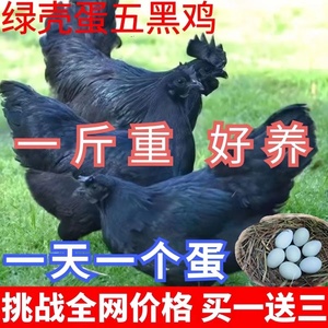 现货五黑鸡1一斤重乌骨鸡乌鸡苗脱温鸡活体小鸡鸡活苗绿壳蛋鸡崽