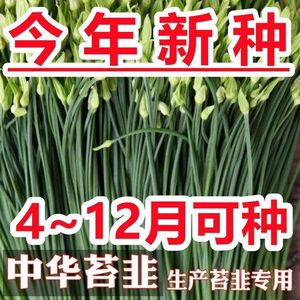 。【割完又长】原装韭苔种子夏季耐高温苔韭王多年生四季韭菜蒜苔