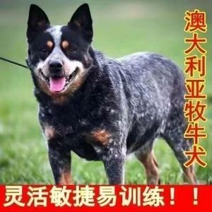 澳大利亚牧牛犬看家护院牧羊狼狗东德便宜活的德牧幼犬