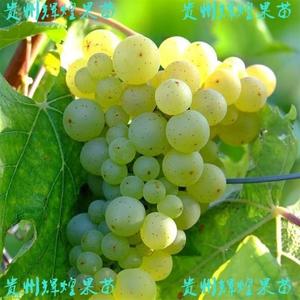 老品种贵州水晶葡萄苗特甜抗病高产葡萄果树苗盆栽地栽南北方种植
