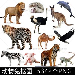 DD54野生动物实拍摄影电子版图片照片大全PNG免抠透明底设计素材
