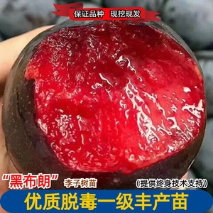 抗寒脆甜李树果苗嫁接黑布林李子苗红肉黑布朗李树苗南方北方种植