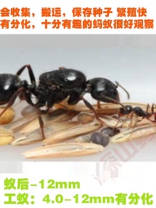工匠收获蚁生日礼物吃种子的蚂蚁强壮的小蚂蚁有分化新手养蚂蚁