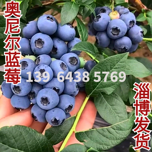 奥尼尔蓝莓树果苗南方北方种植盆栽l25兔眼蓝莓苗 蓝梅树树苗带土