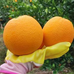 奉节脐橙新鲜10斤装大果现摘当季水果伦晚72-1老品种重庆橙子20斤