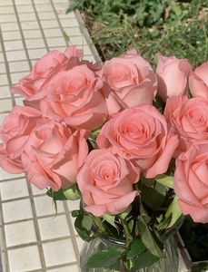 戴安娜 粉色浓香型切花玫瑰