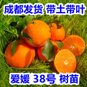 爱媛38号果冻橙树苗红美28号人柑橘子树58号柑桔苗嫁接新品种试种