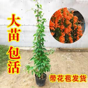 炮仗花苗爬藤植物垂吊凌霄花四季攀爬  牵藤爬墙庭院鞭炮花阳台