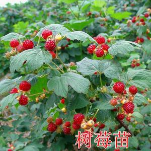 果树苗 树莓苗 红树梅黑树莓/黄树莓 南方北方四季种植当年结果
