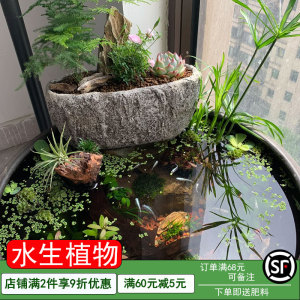 菖蒲水生植物花卉绿植水培微景观阳台龟缸水养盆栽盆景庭院绿植