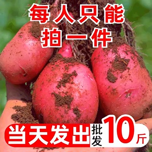 红皮黄心新鲜现挖大土豆10斤包邮云南特产洋芋农家自种蔬菜马铃薯