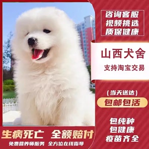 山西犬舍萨摩耶纯种白色活体小狗微笑天使雪橇犬血统幼犬宠物狗狗