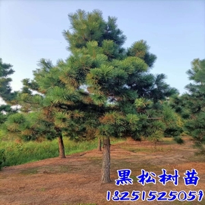 黑松树苗松树小苗庭院行道大型耐寒四季常青绿化造型风景日本松树