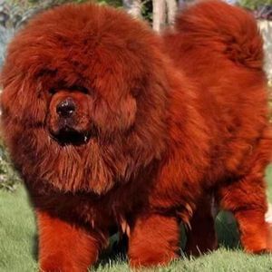 藏獒狮王幼犬西藏火麒麟藏獒巨型犬小狗崽便宜狗狗