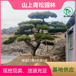 出售赤松盆景 园林景观绿化树苗 造型多样赤松盆景