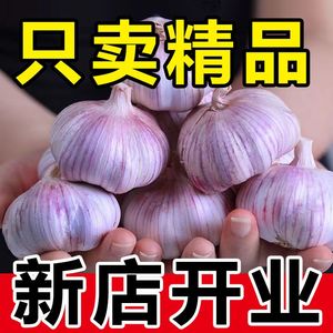 2024新鲜干祘头籽开封杞县农家自种紫皮大蒜头干蒜5斤9斤蒜米种子