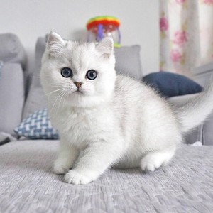 纯种英国短毛猫银渐层猫幼猫崽矮脚曼基康美短金点银点活体宠物猫