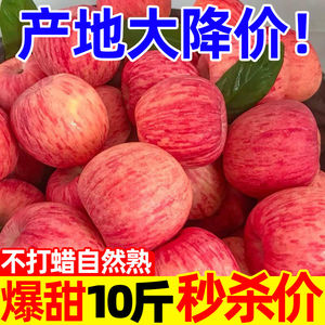 山东烟台红富士苹果新鲜水果当季时令整箱冰糖心特级脆甜10斤包邮
