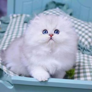 香港发货白色蓝眼金吉拉幼猫崽曼基康矮脚长毛猫活体宠物拿破仑猫