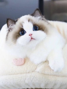 香港发货赛级蓝海双火焰色布偶猫幼崽长毛蓝眼仙女山猫宠物暹罗猫