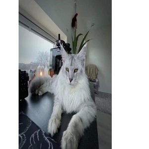 纯种俄罗斯缅因猫赛级家养纯白幼猫纯黑银虎斑棕虎斑烟灰色巨型猫