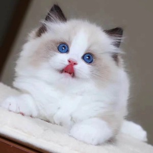香港澳门发货纯种海双蓝眼山猫布偶幼猫活体长毛仙女猫暹罗宠物猫